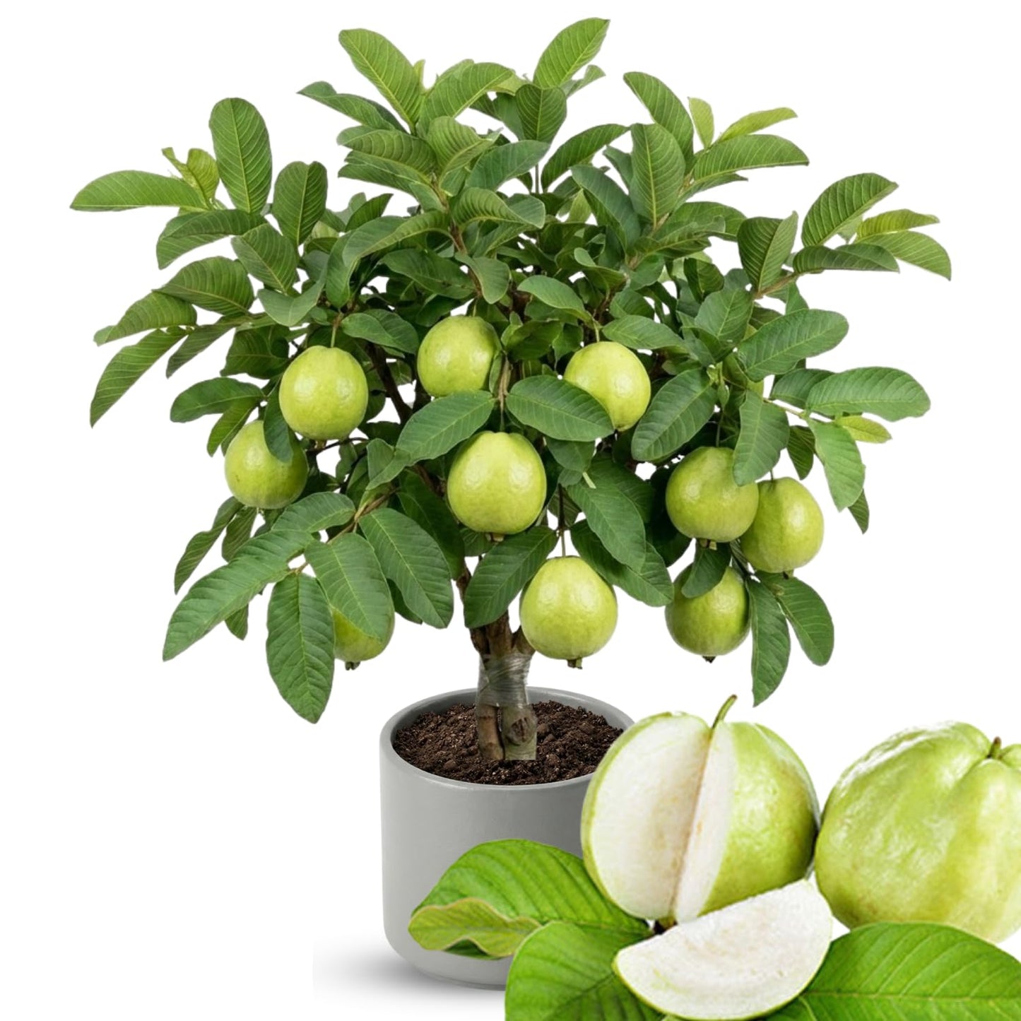 No CA, Live Kilo Guava Tree Plant Well-Rooted in Gallon Pot, 2-3 Feet Fruiting Airlayered Guava Grafted Fruits Plant for Planting