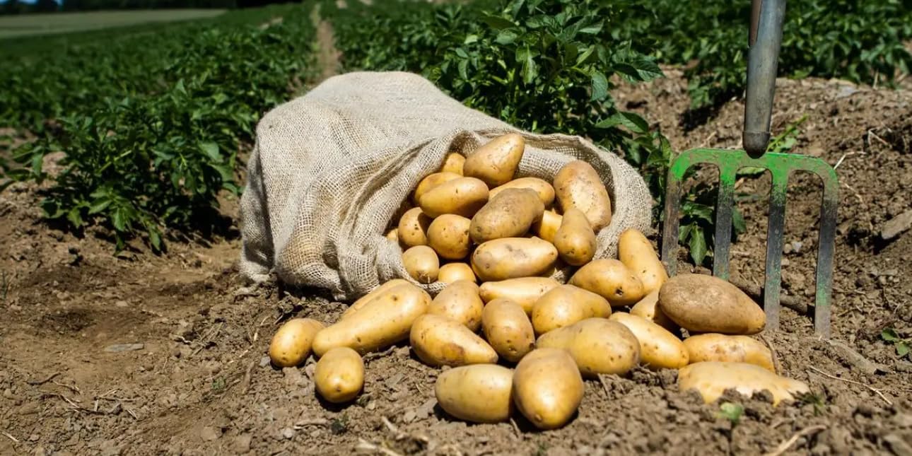 Kennebec Certified Potato Seed, 3LB Whole Potatoes, Grown in USA, Farm Fresh