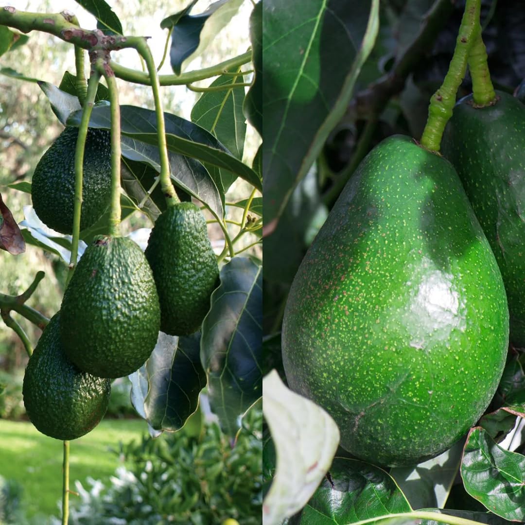 2 Years Old Avocado Tree Grafted, 1-2 Feet Tall in 3 Gallon Pot,Ready to Plant and Bear Fruit (HASS)