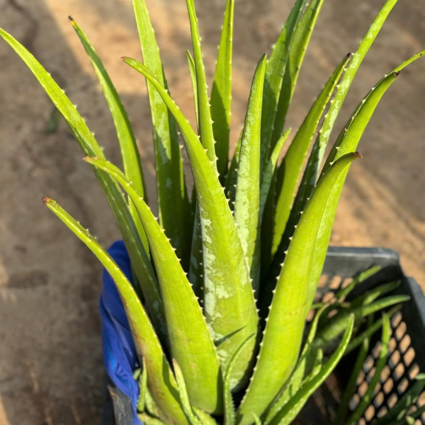 Aloe Vera Aloe Vera Plant for Garden in Size 4 Inch Pot | Vibrant, Low-Maintenance Aleo Plant for Patio, Balcony & Indoor Spaces | Perfect for Beginners & Green Home Styling