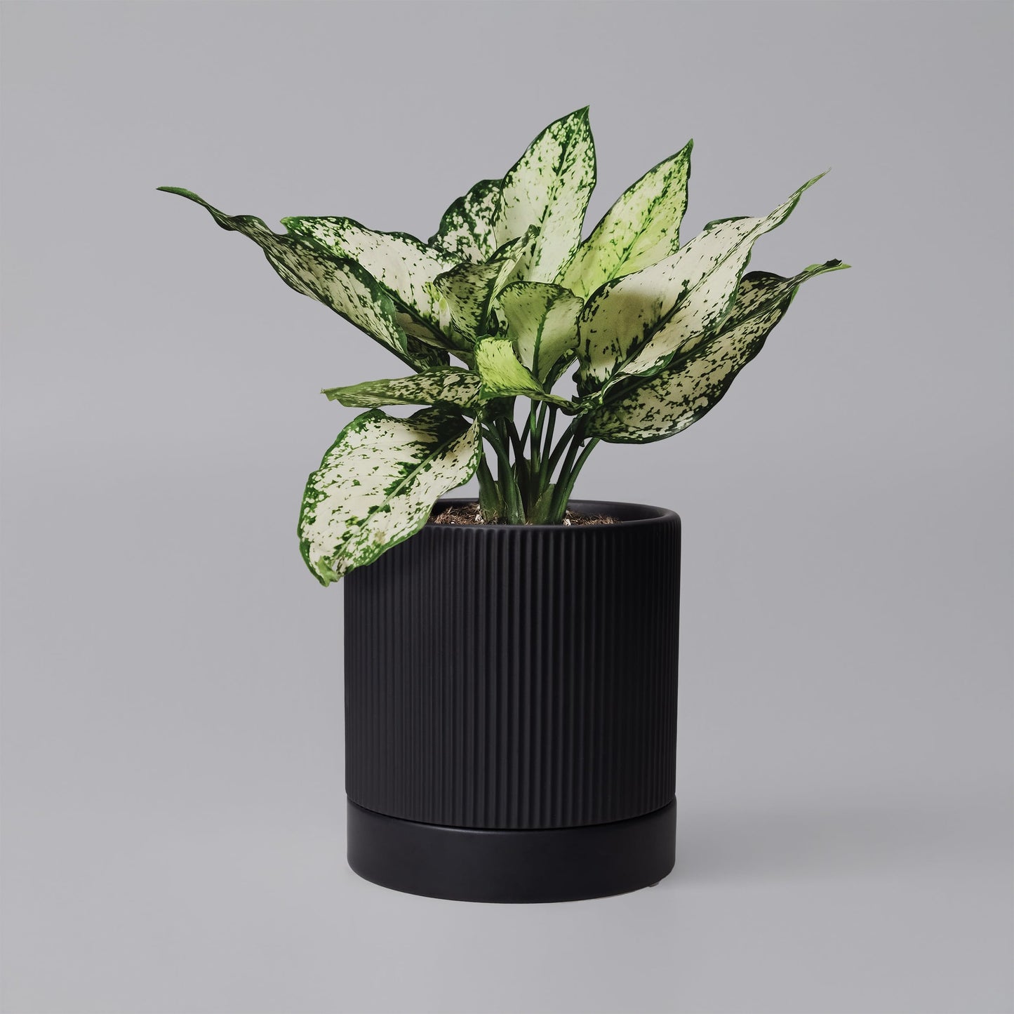 HERDUK 6 Inch Ceramic Plant Pot with Drainage & Saucer - Indoor Planter for Succulents, Cacti & Aloe Vera - Striped Design, High-Temp Fired Clay, Lightweight Modern Decor