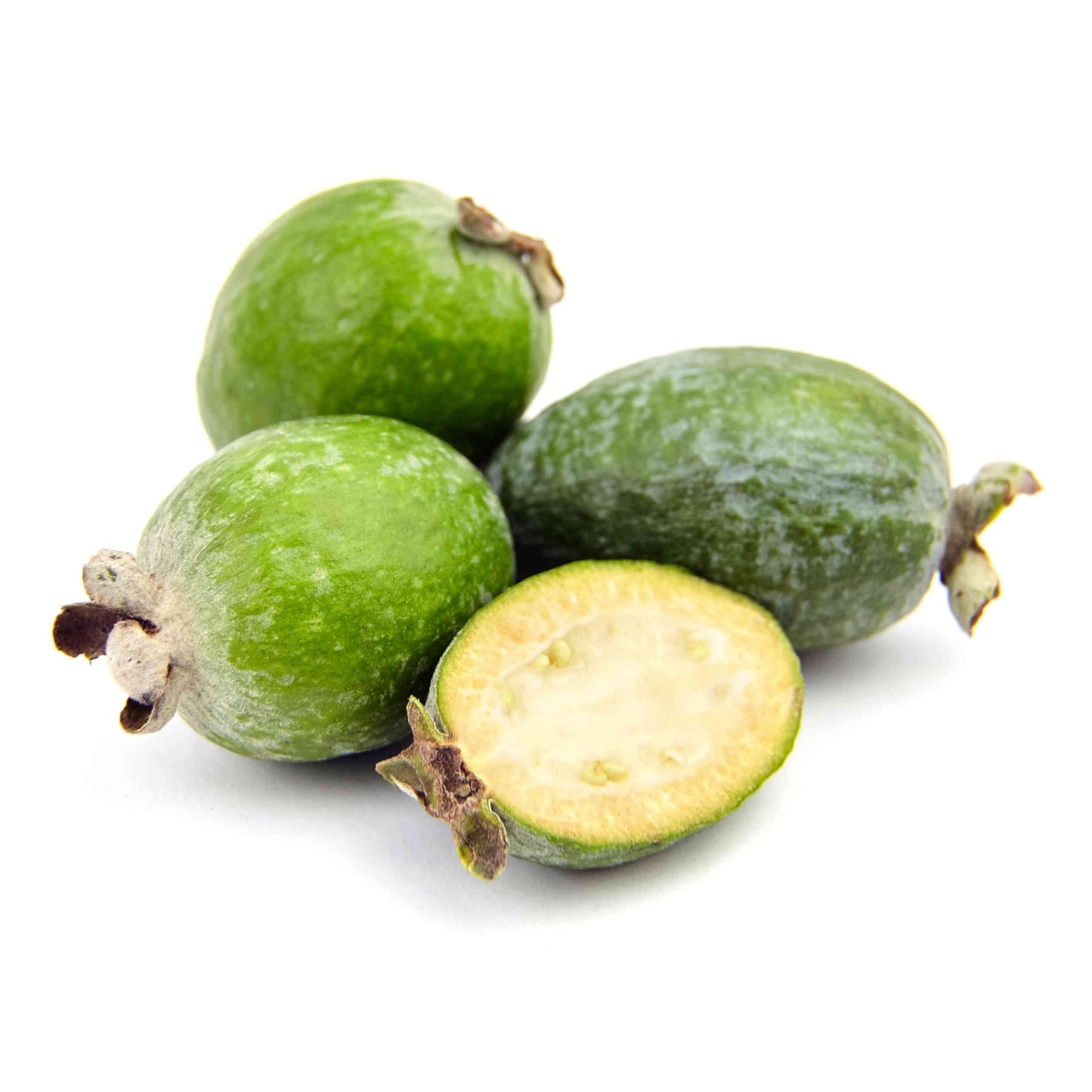 Fejoa Pineapple Guava Silver Leaf - Live Fruit Plant - Edible Landscape - ACCA sellowianna - White Flower - Emerald Goddess Gardens - Starter Sz 4 Inch Pot