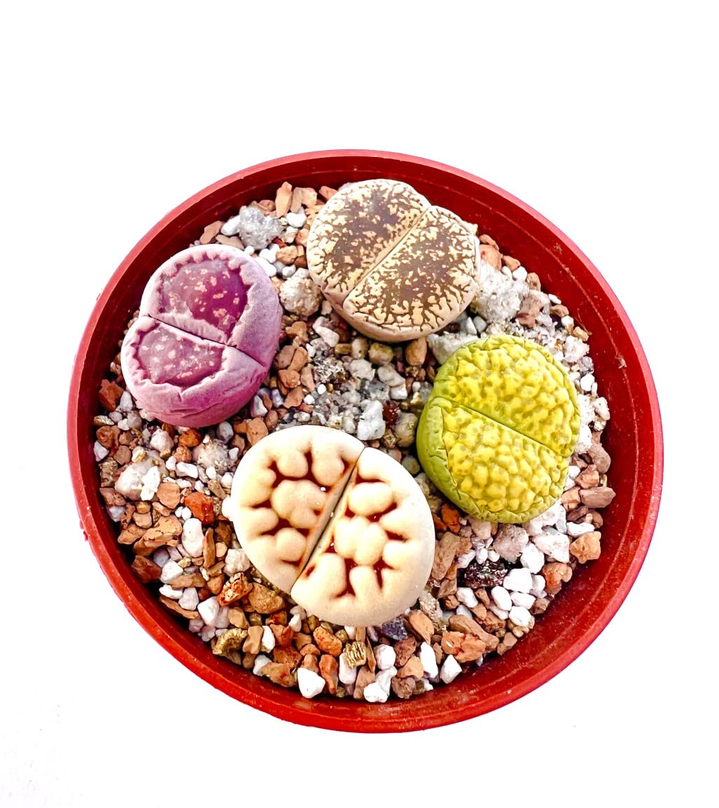 Pack of 10 Live Exotic Lithops Plant Large Size Rare Living Stone Seedling Perfect Terrarium Addition