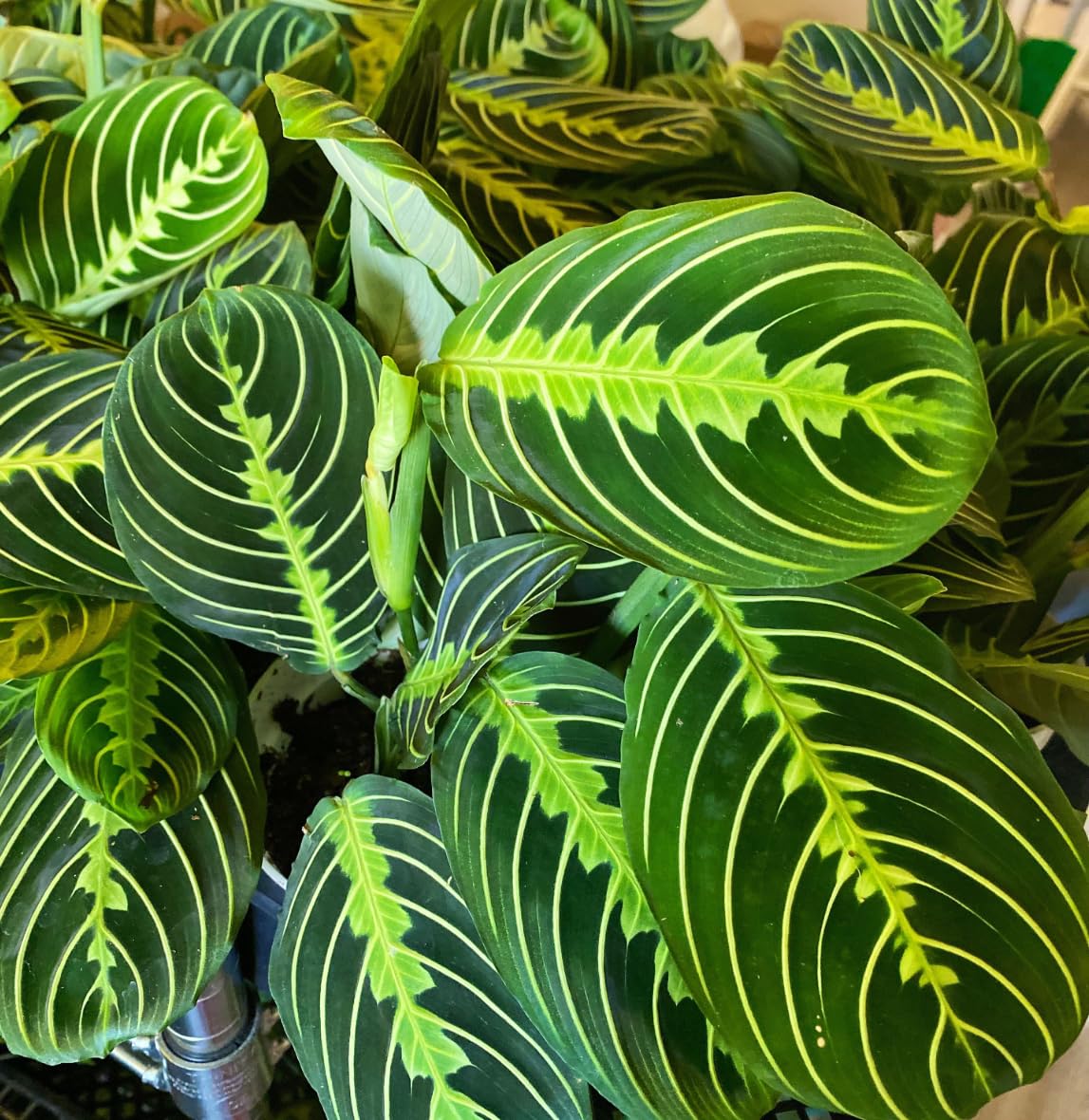 Live Plant, Lemon Lime Maranta Prayer Plant, Pet Friendly, Air Purifying Plant, Easy Care, Easy to Grow Live Indoor Plant, Houseplant, Rare Indoor Plant, Home Décor 4 inch White Pot