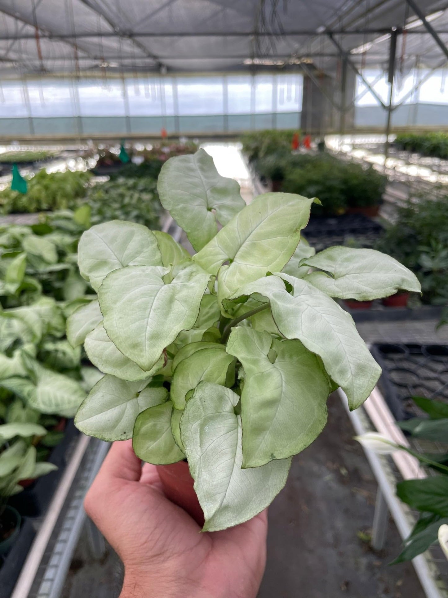 Syngonium 'Moonshine' | Live Plant for Indoor & Outdoor | for Living Room, Office, Bathroom | (4" Pot)