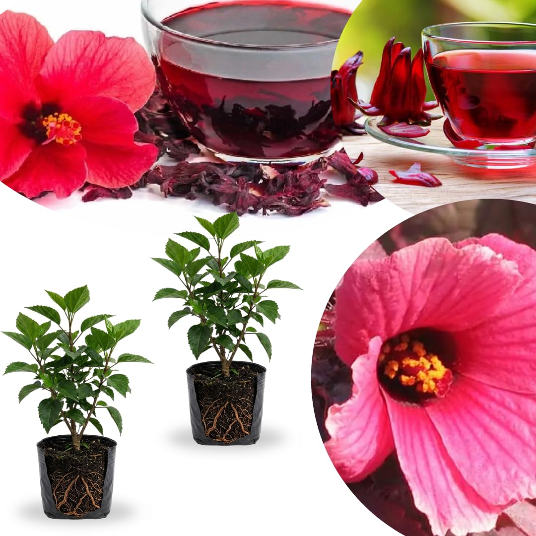 2 Cranberry Hibiscus Live Plants, 4–6 Inch Tall, Ornamental Flowering Plants for Garden, Patio, and Container Growing