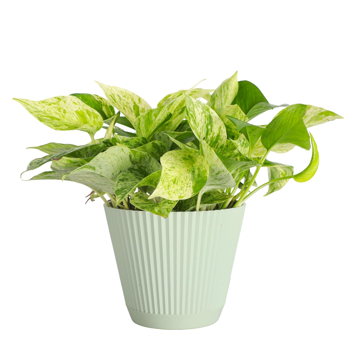 Thorsen's Greenhouse Marble Queen Pothos, Live Indoor Plant, Easy to Grow, Rare Variegated Houseplant, Natural Air Purifier, 6-inch Diameter Pot (Sage)