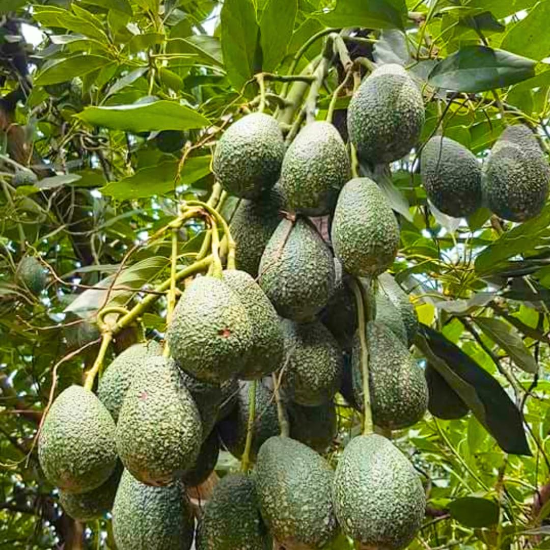 8"-11" Avocado Trees Live Plants in Half Gallon Pot, Avocado Plant, Winter Hardy, 1 Year Old Tree