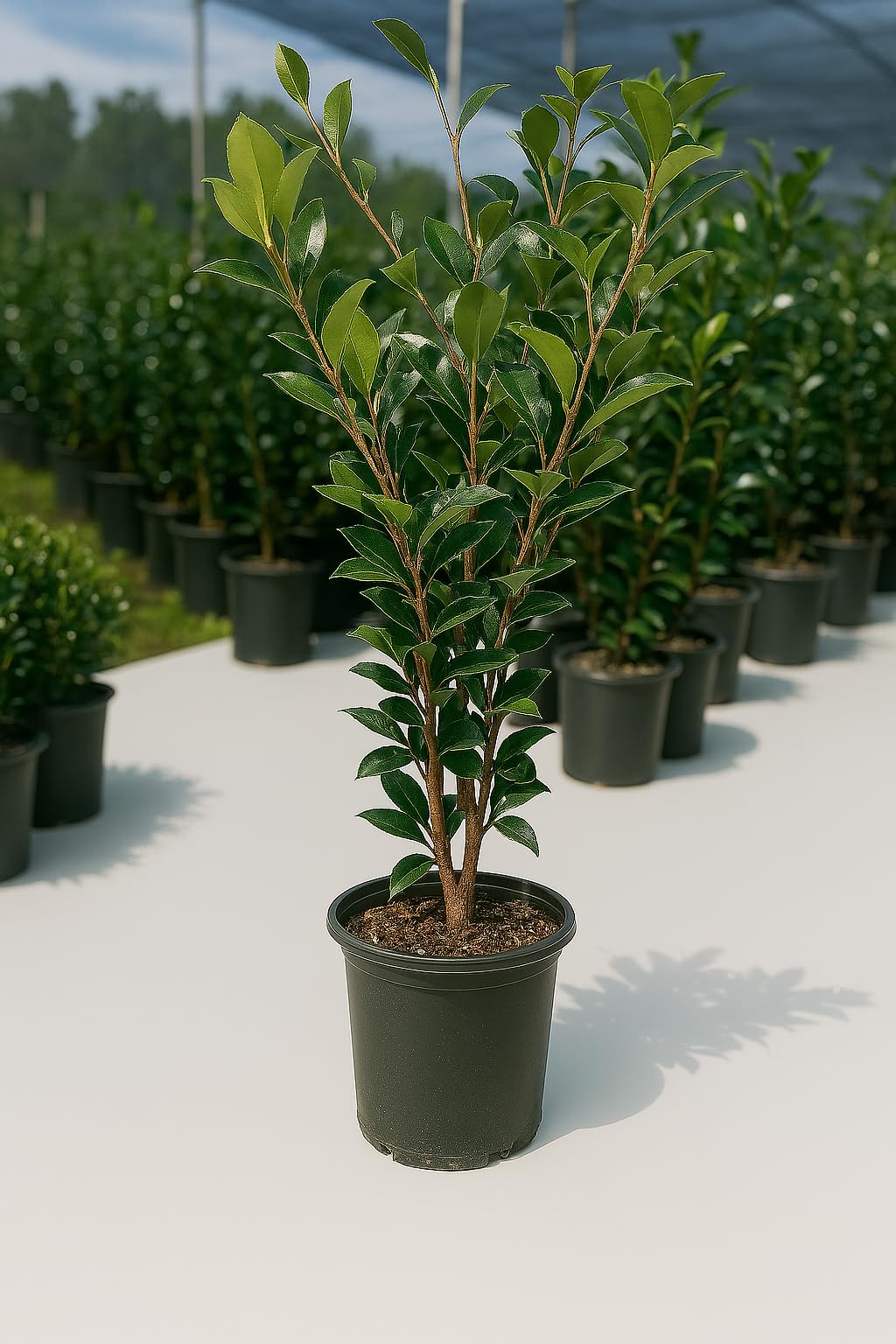 Autumn Rocket Camellia Plant, 1 Trade Gallon/3 Quart White Double Flowers, Columnar Evergreen Shrub