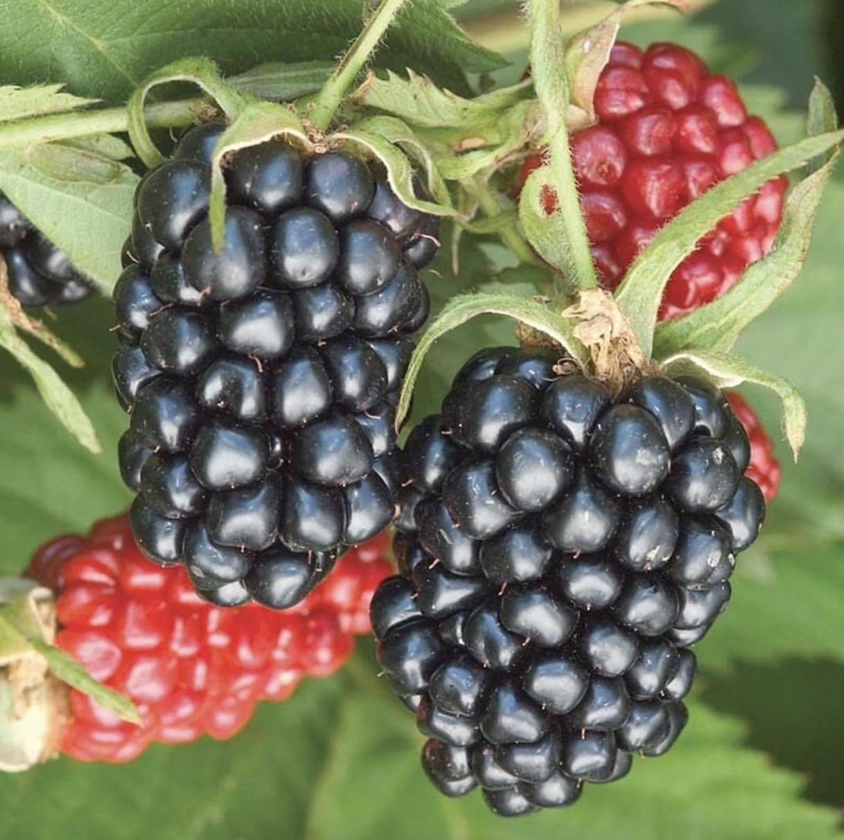 Arapaho BlackBerry Plants - Pack of 2 (Two) - Rare Thornless Black Berry Plants for Planting - 4-6 inch Starter Plants - Fruit Tree Live Plant