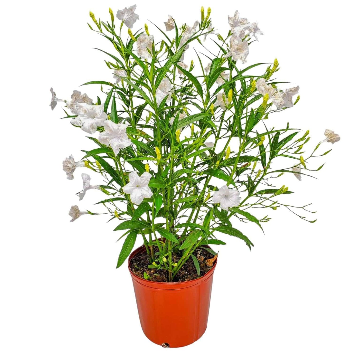 Tropical Plants of Florida White Ruellia Live Plant - 3 Gallon 26 to 34 Inch Tall Flowering Shrub Outdoor Garden Border Hedge Plant