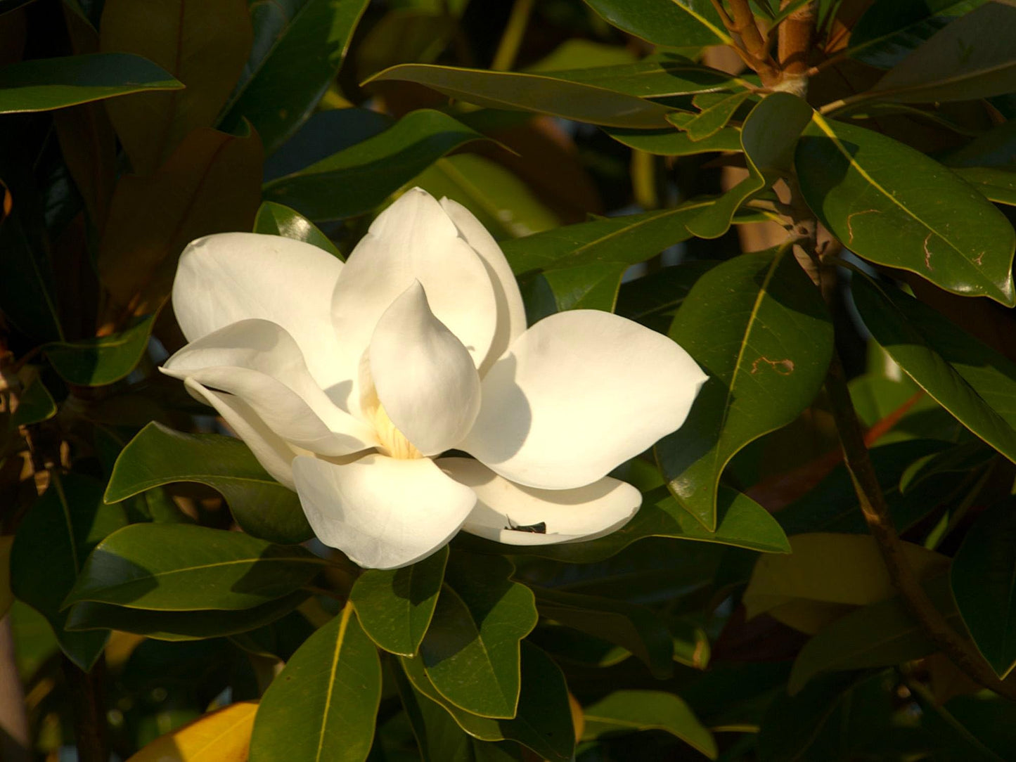 Greenwood Nursery: Live Trees - Sweetbay Magnolia + Magnolia virginiana - [Qty: 2X 2.5 Pots] - (Click for Other Available Plants/Quantities)