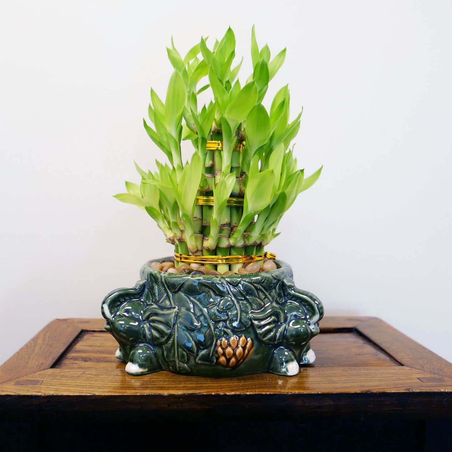 Athena’s Garden Lucky Bamboo Indoor Live Plant 3 Tier Tower Fresh Plant in Ceramic Planter (Elephant)