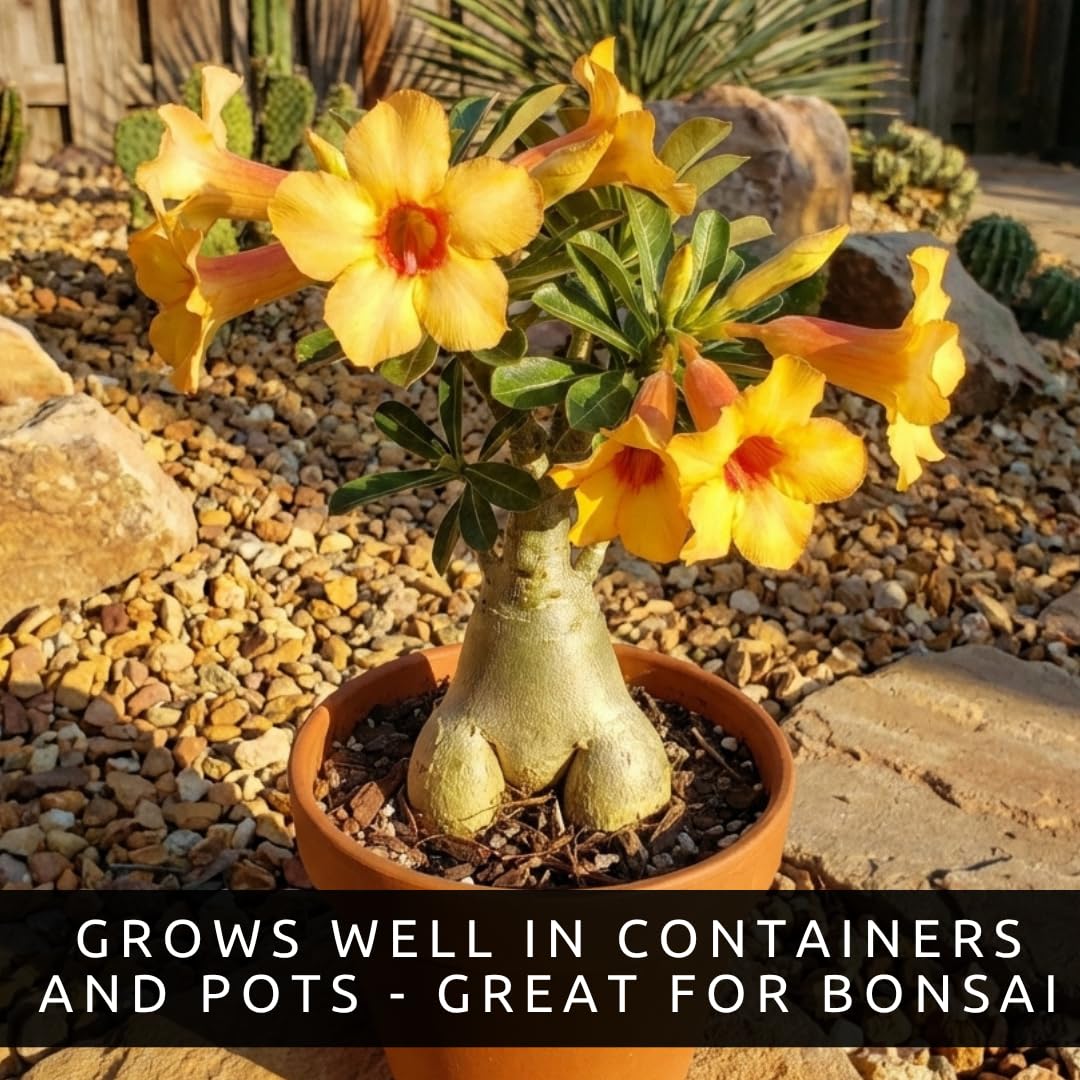 40 Mixed Color Desert Rose Seeds for Planting | Adenium Obesum Seeds to Grow.. Exotic Bonsai Plant, Tropical Rose Flower