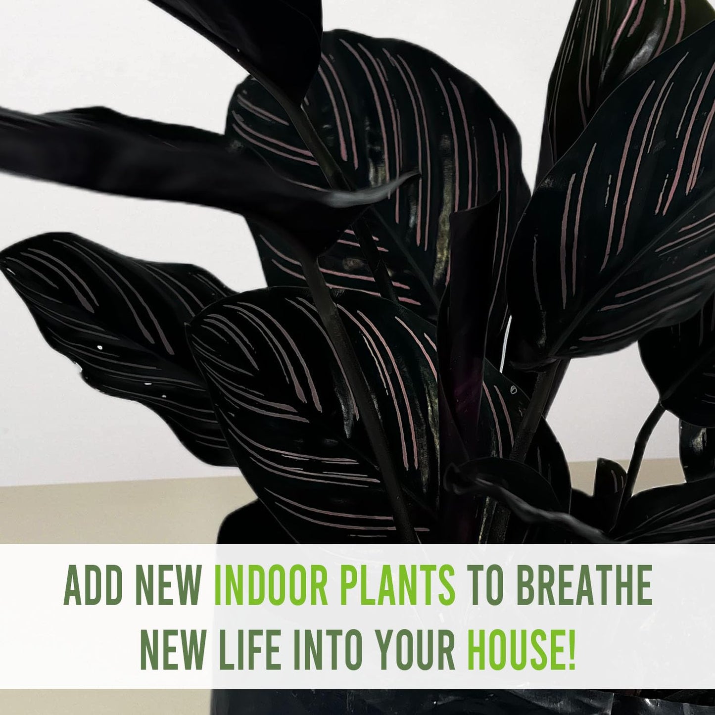 LEAL PLANTS ECUADOR Calathea Ornata Sanderiana (Pack of 2)| Elegant Pinstripe Prayer Plant for Indoor Natural Décor | Pink Striped Foliage | Lush Pet-Friendly Indoor Plants Home, Office & Gift