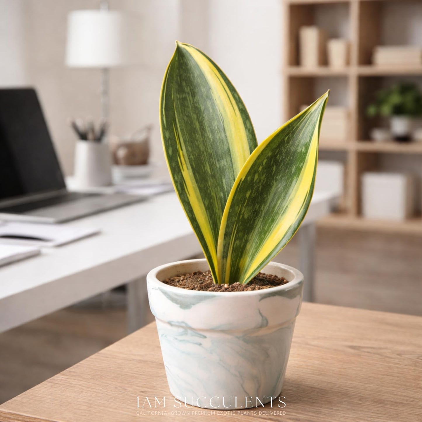 Variegated Whale Fin Plant 8–10 Inch Live Plant – Rare Variegated Sansevieria Masoniana Indoor Succulent, Easy Care Air Purifying Snake Plant, Unique Home Decor Houseplant Gift