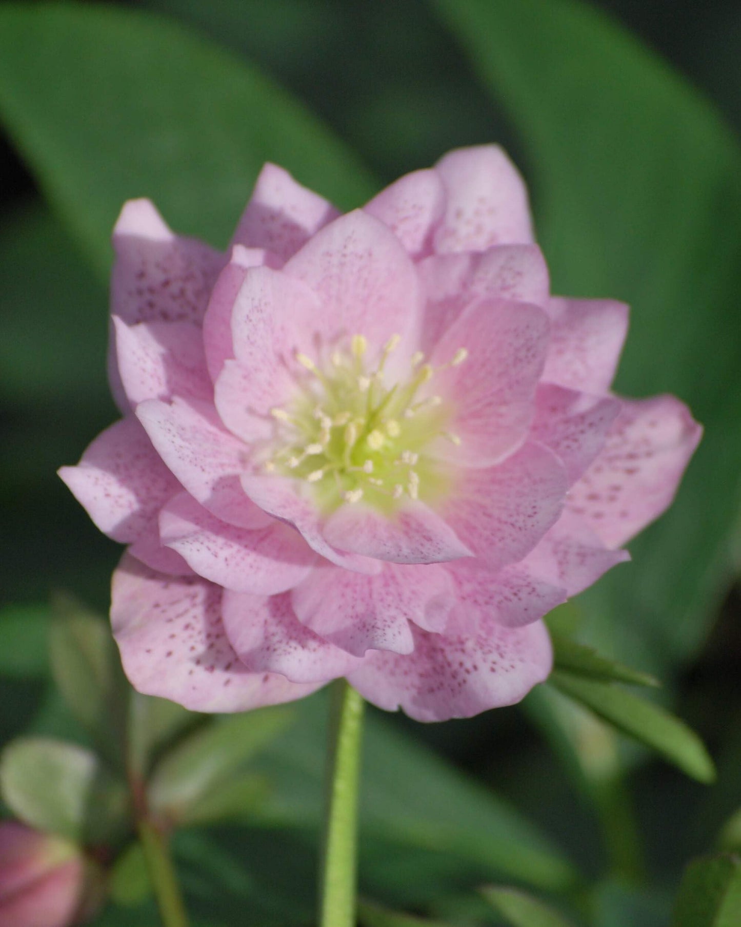 Perennial Farm Marketplace Helleborus x W.J. 'Cotton Candy' (Lenten Rose) Perennial, 1 Quart, Pink Flowers