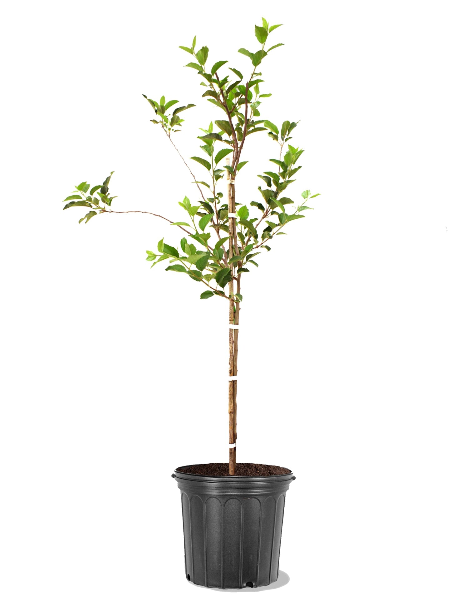 American Plant Exchange Apple Tree 'Honey Gold' – Live Fruit-Bearing Plant, 5-Gallon Pot, Cold-Hardy, for Home Orchards, Backyard Gardens & Edible Landscapes