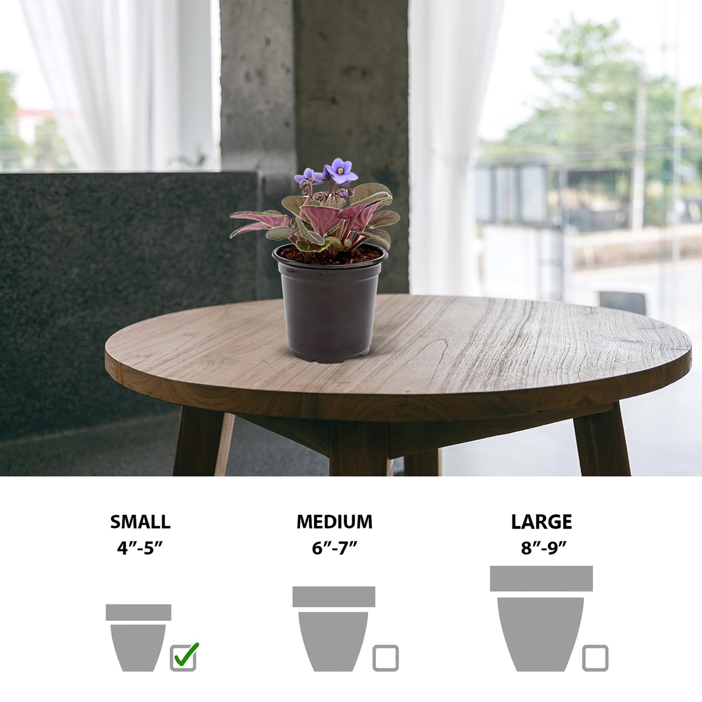 Live Combo 4 Plants African Violets, Blooming Plant, Plant Lover Gift, Housewarming Gift, Birthday Gift, Floral Arrangements, Thank You Gift in 4" Pots