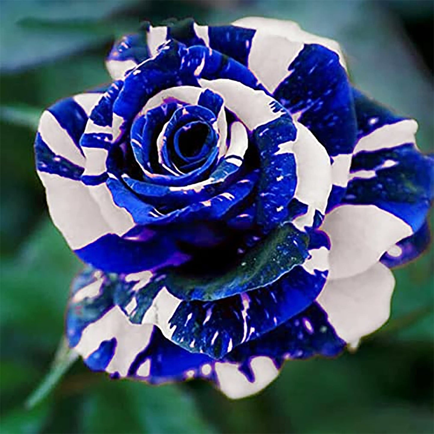 QAUZUY GARDEN 20 Blue Dragon Rose Rosa Seeds for Planting | Rare Striking Beautiful Stripe Rose Bush Seed for Garden Yard & Attract Pollinators