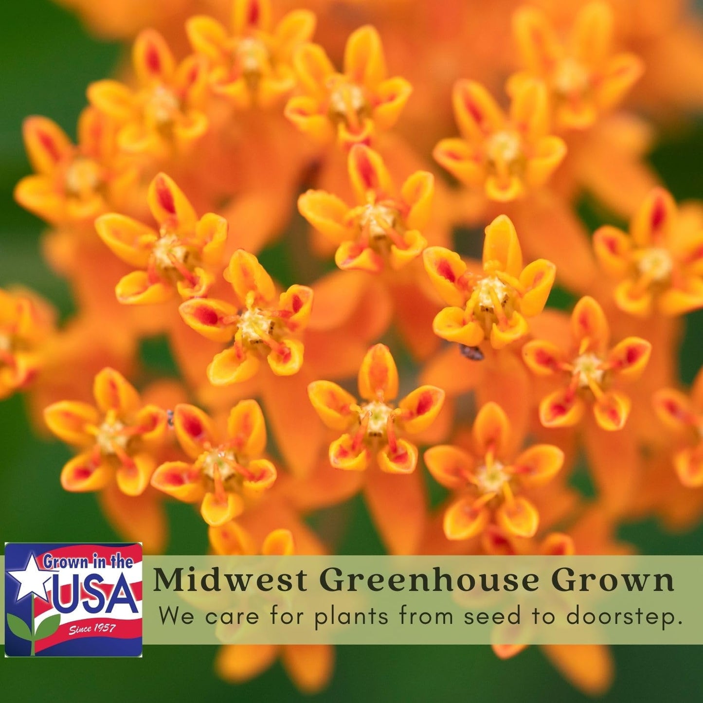 Clovers Garden Asclepias Tuberosa (Butterfly Milkweed) Plants – Two (2) Live Plants – Non-GMO - Not Seeds - Each 4" to 8" Tall – in 4" Inch Pots – Monarch Favorite, Super Hardy