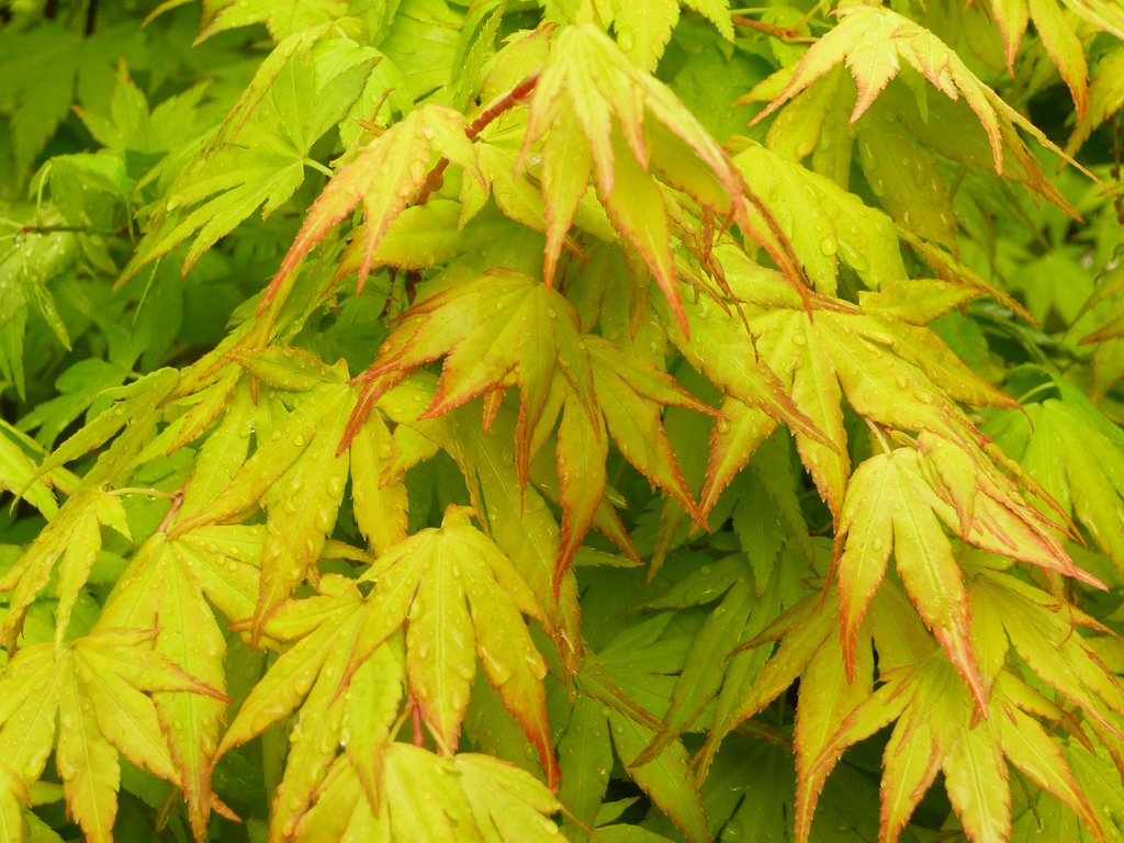 Orange Dream Japanese Maple -Orange and RED New Spring Growth - 2 - Year Tree