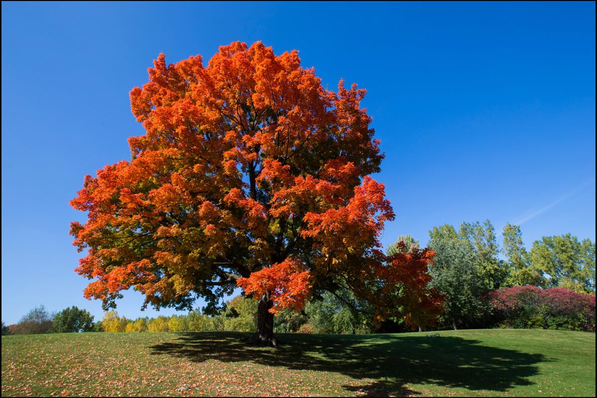 Live Plant - Sugar Maple Tree - 24-36" Tall Seedling, 2-3 Ft Tall Live Plant - Acer Saccharum