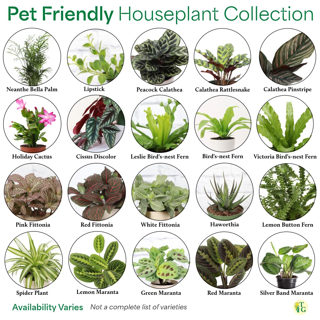 Thorsen's Greenhouse Live Pet Safe Houseplants (4 Pack), Easy to Grow, Pet Friendly & Non-Toxic, Grower's Choice Bundle, 4-inch Diameter Established Plants, Nursery Pot (4-Pack)