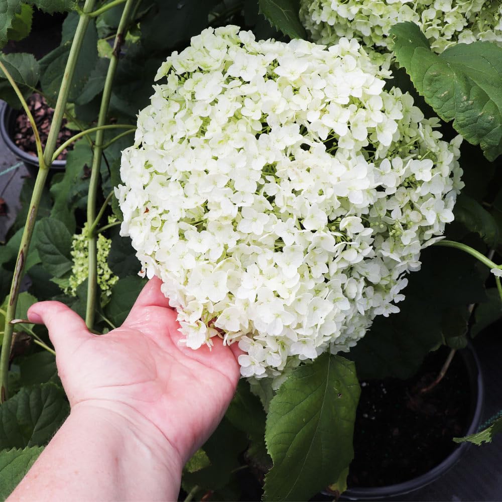 Brighter Blooms - Annabelle Hydrangea Shrub, 1 Quart - No Shipping to AK, AZ, HI