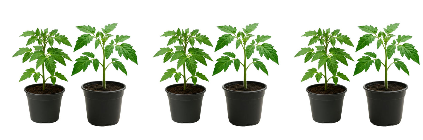 Giant Heirloom Tomato Plant 6-Pack – Mortgage Lifter, Watermelon Beefsteak, Pineapple, True Beefsteak, Orange Accordion & Dutchman – Large Slicing Tomato Seedlings – Live Garden Plants