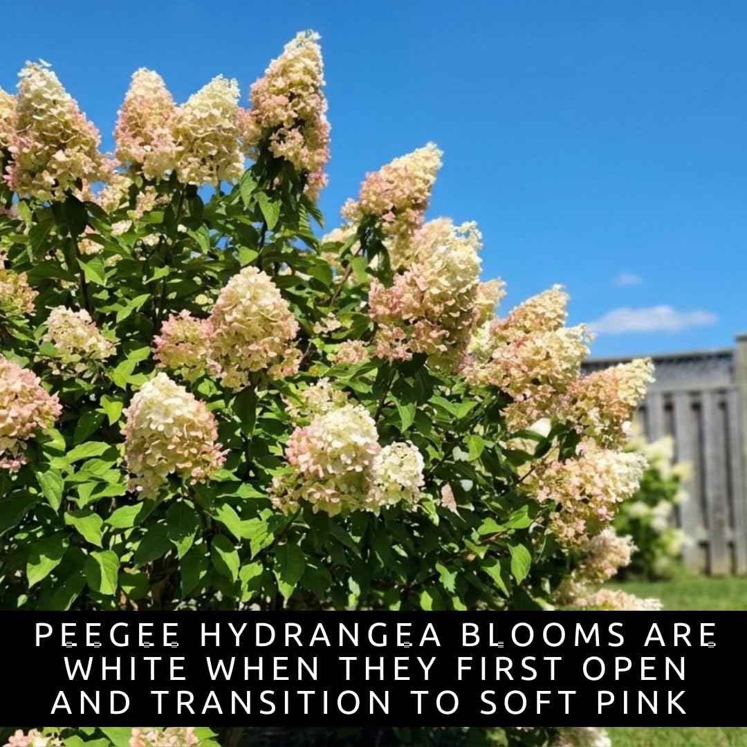 Pee Gee Hydrangea Live Plants – Hydrangea Paniculata ‘Grandiflora’ – Large Pink & White Cone-Shaped Blooms – Hardy Flowering Landscape Shrub – Live Garden Plant (1 Plant)