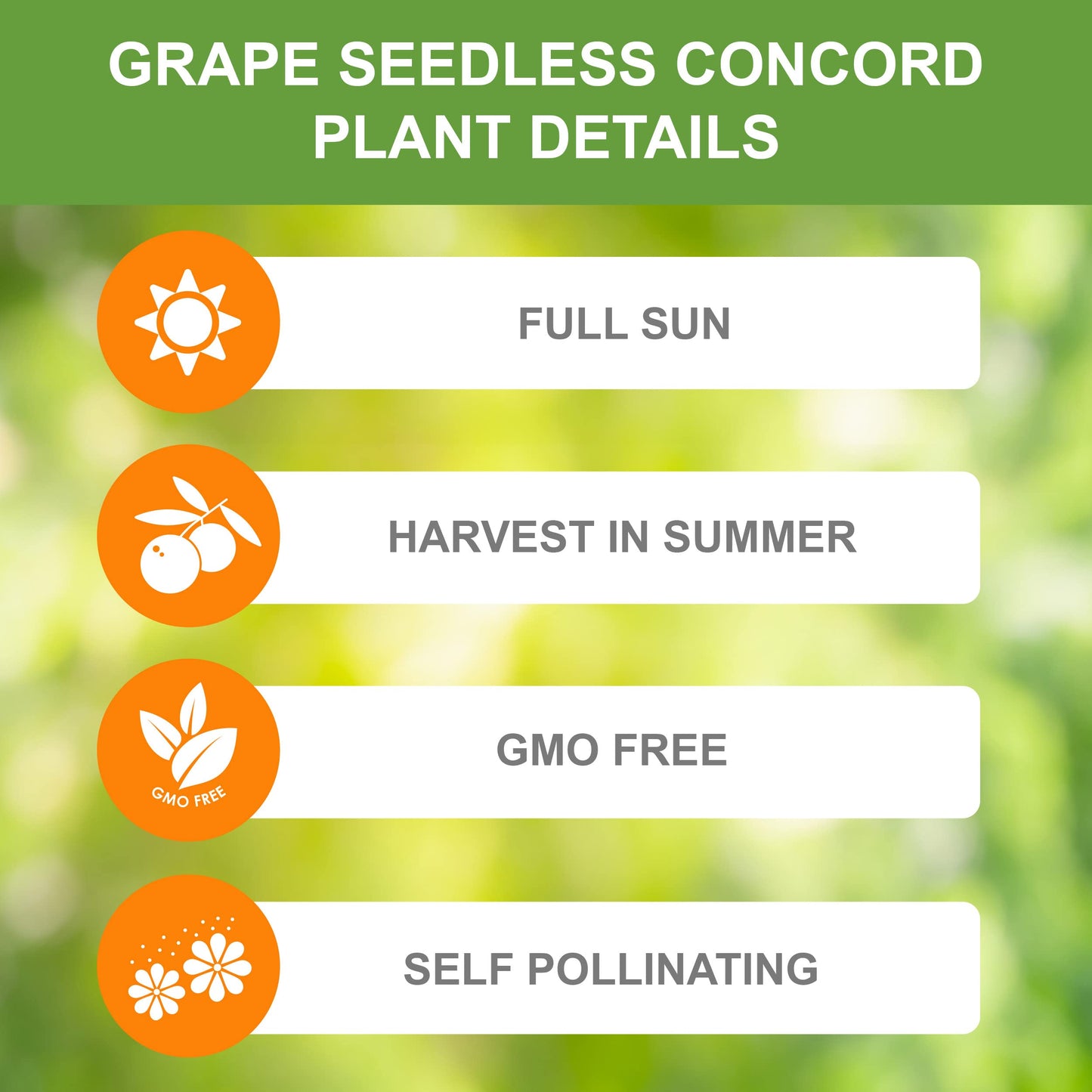 Garden State Bulb Concord Seedless Grape, Bare Root, Non-GMO, Spring Planting (Bag of 2)