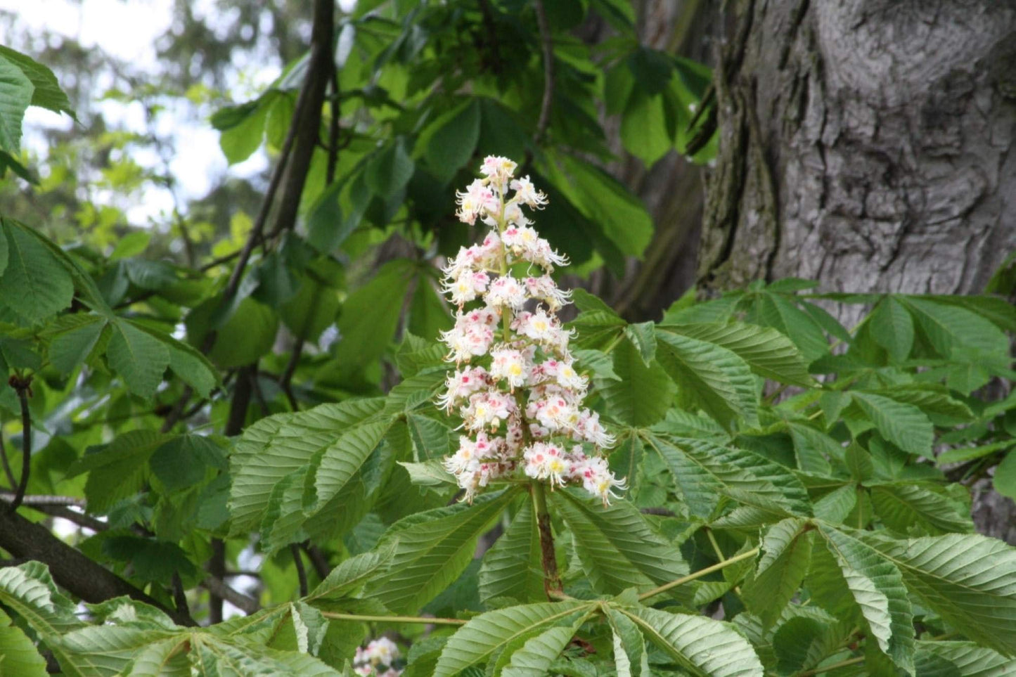 12-14" Tall Ohio Buckeye (Aesculus glabra), Bare Root 2 Year Old Plant
