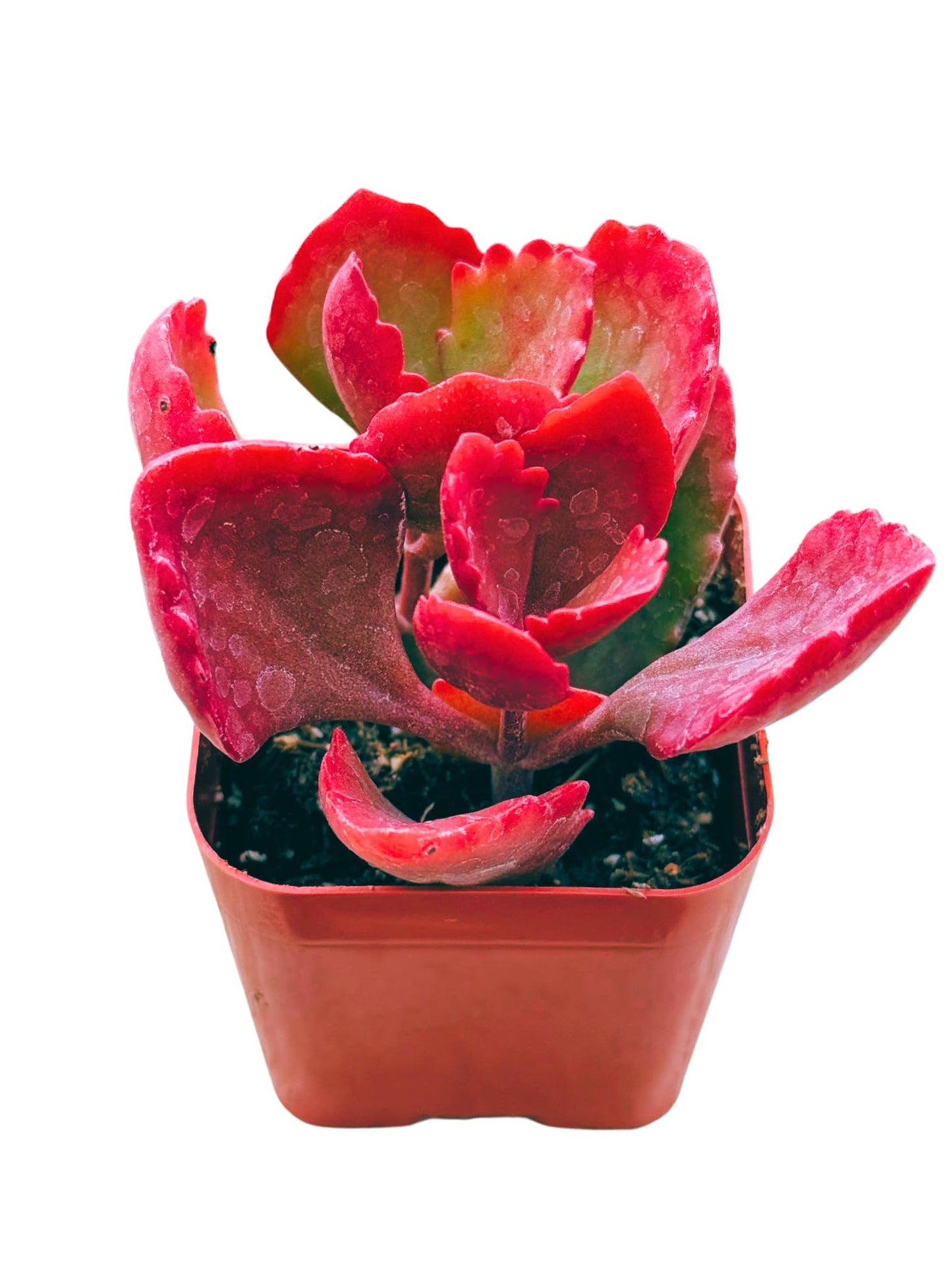 Succulents Plants Live 2inch Live Mini Succulent Plants, Easy Care House Plants Rooted in Succulent Soil Mix, by The Succulent Cult (Kalanchoe Longiflora Coccinea, 2 Inch)