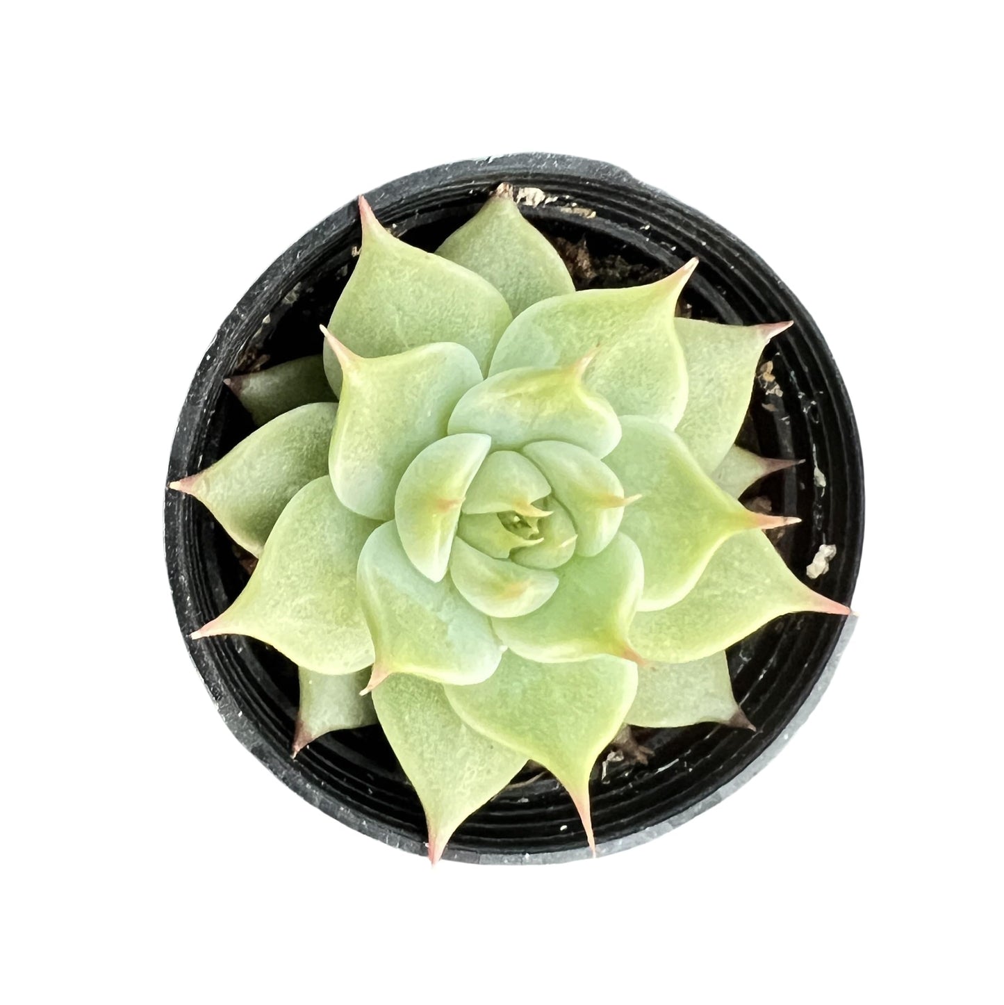 Sprout N Green Echeveria Toscannelly, Live Eyelash Succulent Fully Rooted in 2" Pots with Soil Mix, Houseplant for Indoor Outdoor Home Office Wedding Decor Party Favor, Easy to Care, Pet-Friendly