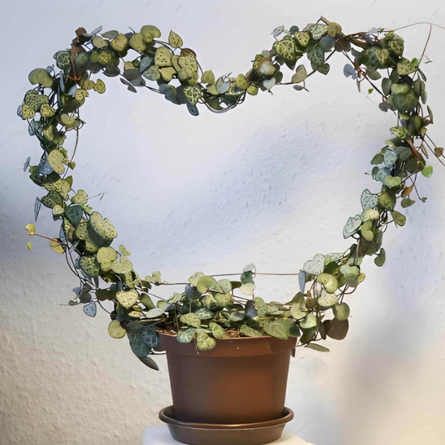 String of Hearts Plant Live – Succulents Plants Live 4” Pot | Pink Variegated String of Hearts | Suitable for Indoor Décor & Easy Care Gift