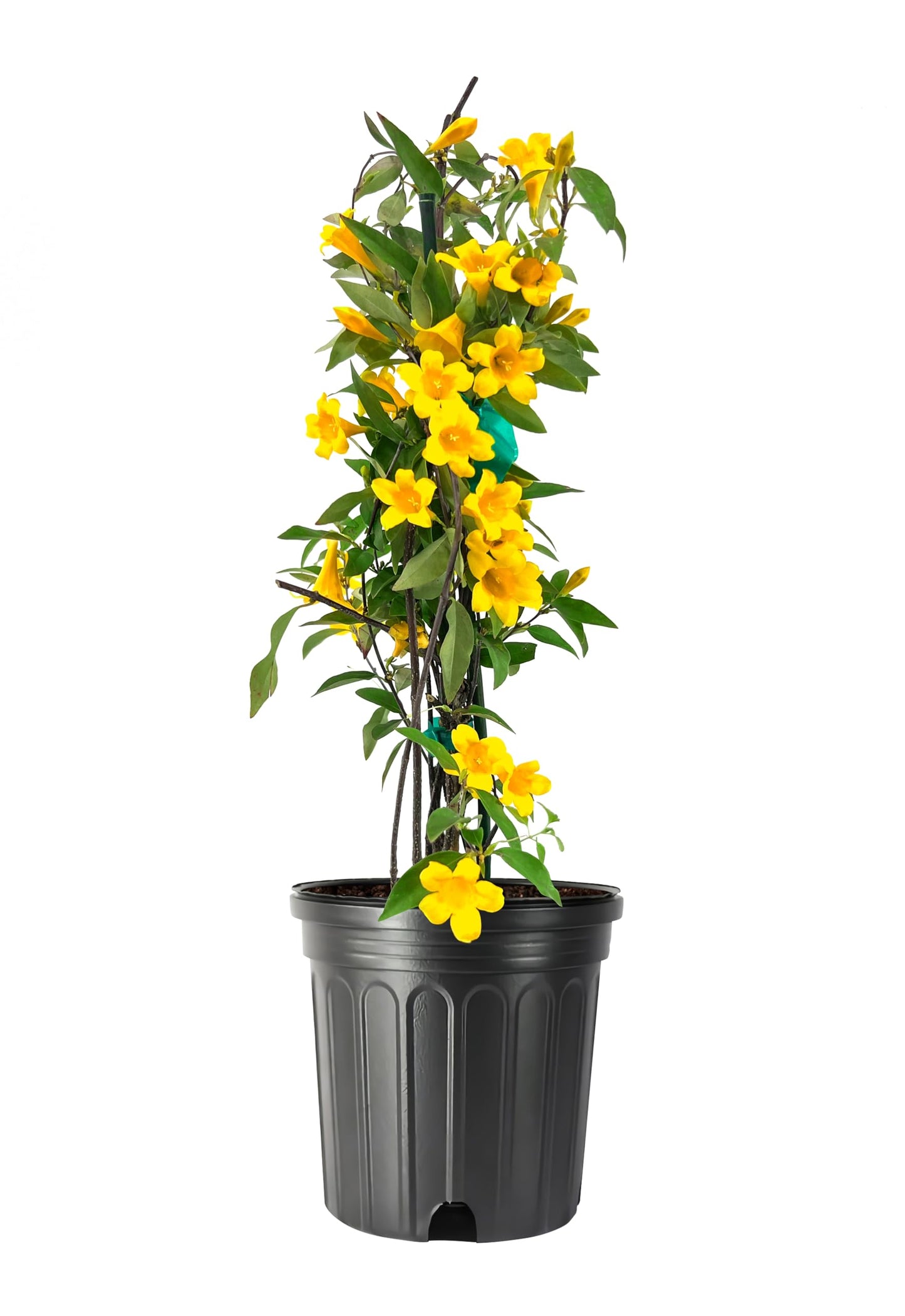 Carolina Jasmine | 1 Large Trade Gallon Size Plants | Gelsemium sempervirens | Evergreen Climbing Vine | Yellow Flowering Landscape Plants