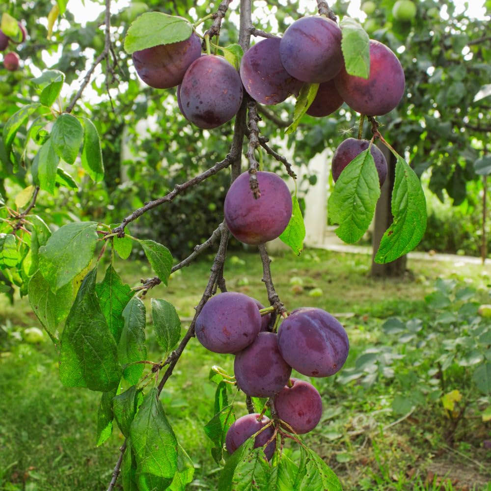 Methley Plum Trees Live Plants, Live Plum Tree in 3 Gal Pot, Large Plant from 3 Feet Tall, Sweet and Juice Fruit for Outdoor Gardening, No Ship to CA