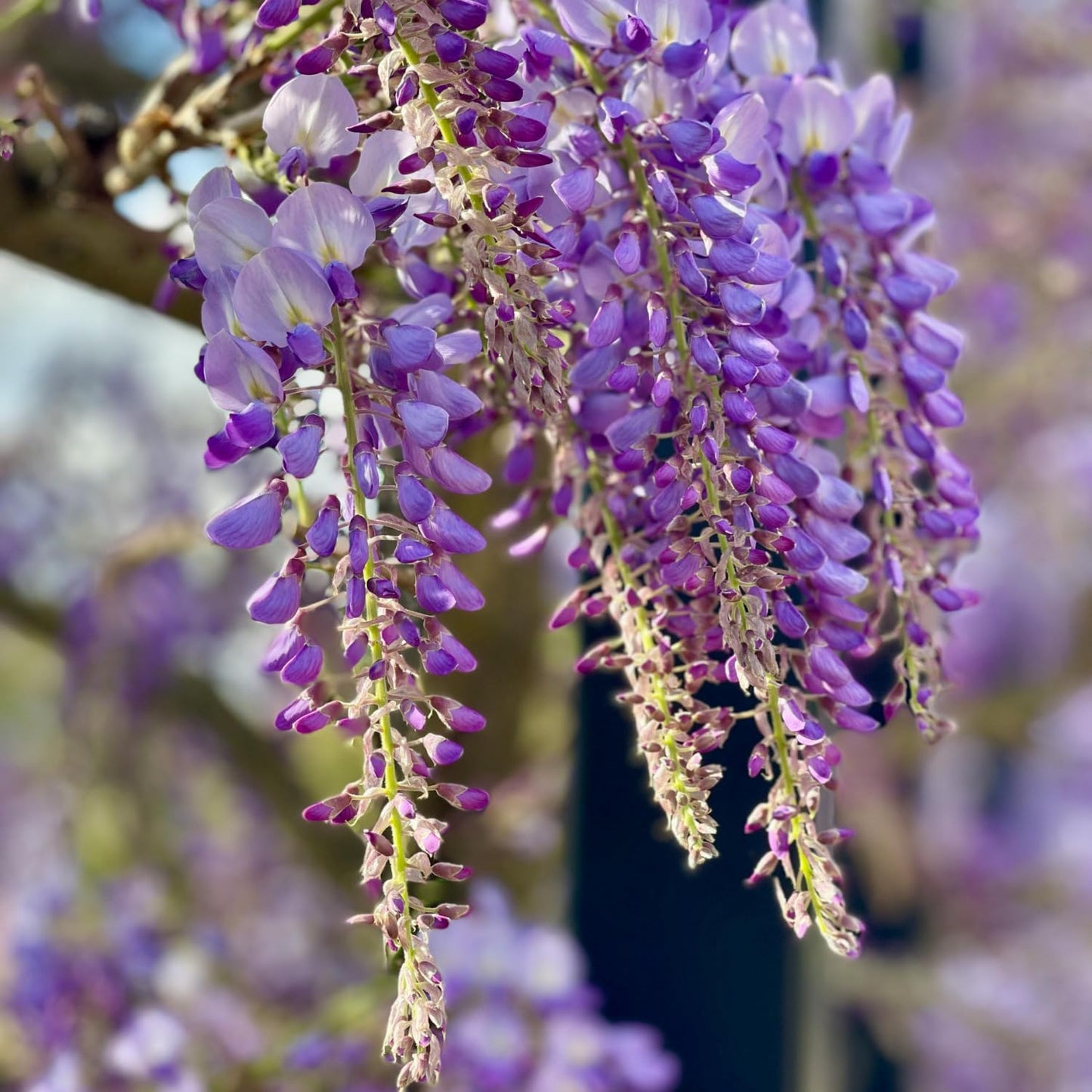 Wisteria Plant Live, Purple Wisteria Hardy Climbing Flowering Vine 4'' Pot, Outdoor Trellis, Arbor or Fence Vine Starter