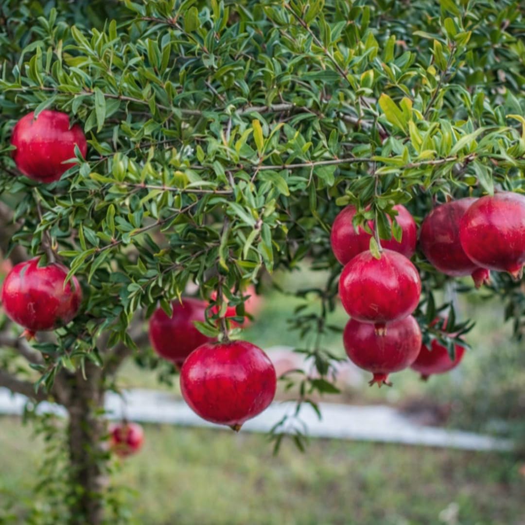 Live Pomegranate Plant, Sweet Pomegranate Tree, Fruit Plant, 4-7 Inches Tall for Indoor Growing