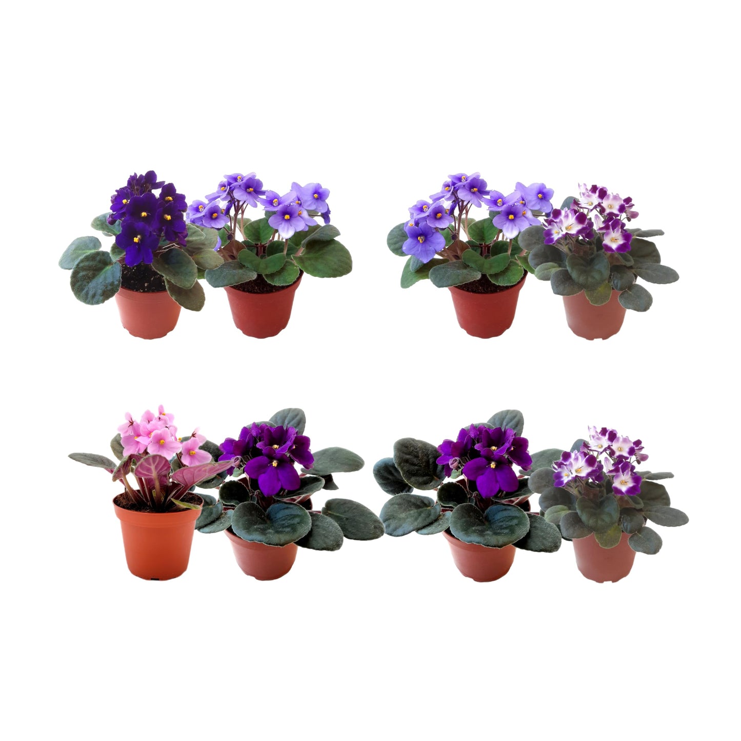 2-PK of African Violets (2 Count), Saintpaulia ionantha, Colors May Vary but All Different, Live Plant, Indoor Plants, House Plants, Holiday Gifts, 4-inch Pots