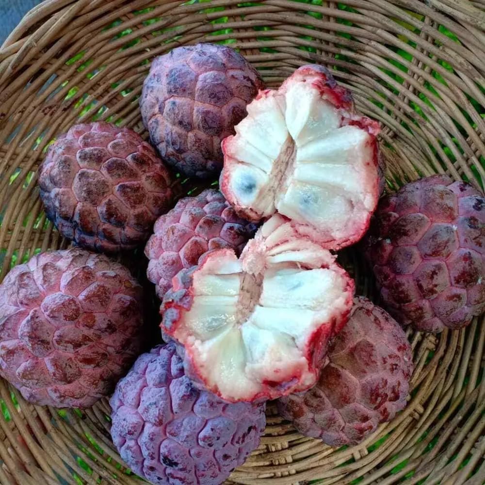 Red Sugar Apple Plant Live for Planting 2-3 Feet Tall, 3 Gallon Pot, Annona Squamosa Sugar Apple Tree Live Plant, No Ship to CA