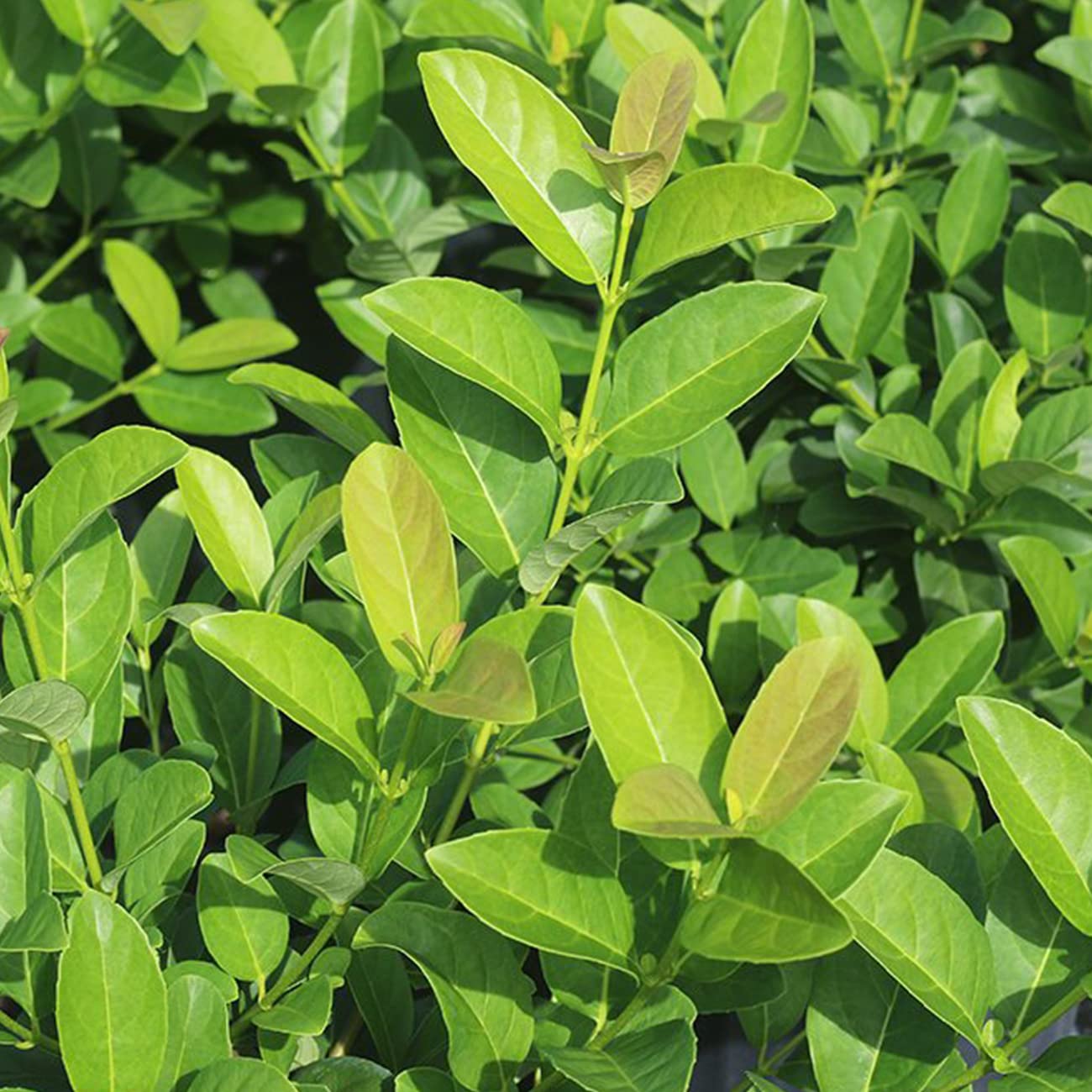 PERFECT PLANTS Sweet Viburnum Shrub 7 Gallon | Live Shrubs for Outdoor Planting | Fast Growing Privacy Hedge | Fully Loaded Flowers Filled with Fragrance