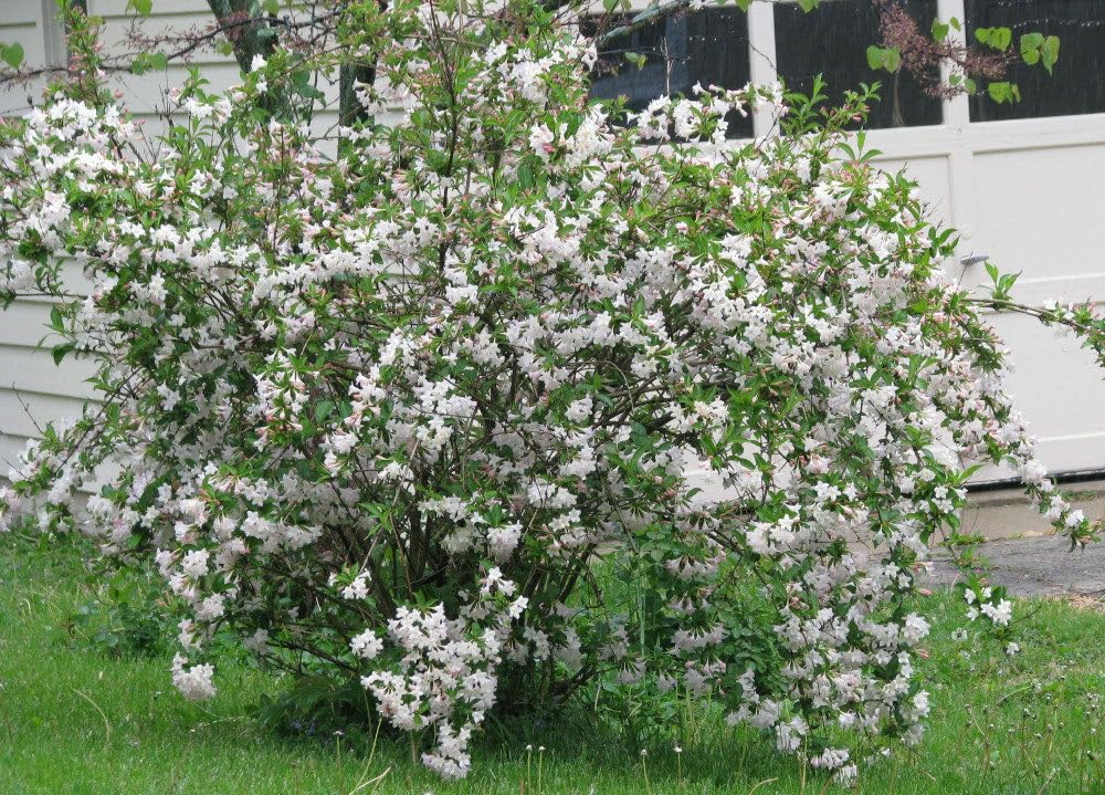 Live Plant - White Weigela Rounded Shrub - 6-12" Tall Plant, 4" Pot - Weigela Florida 'White'