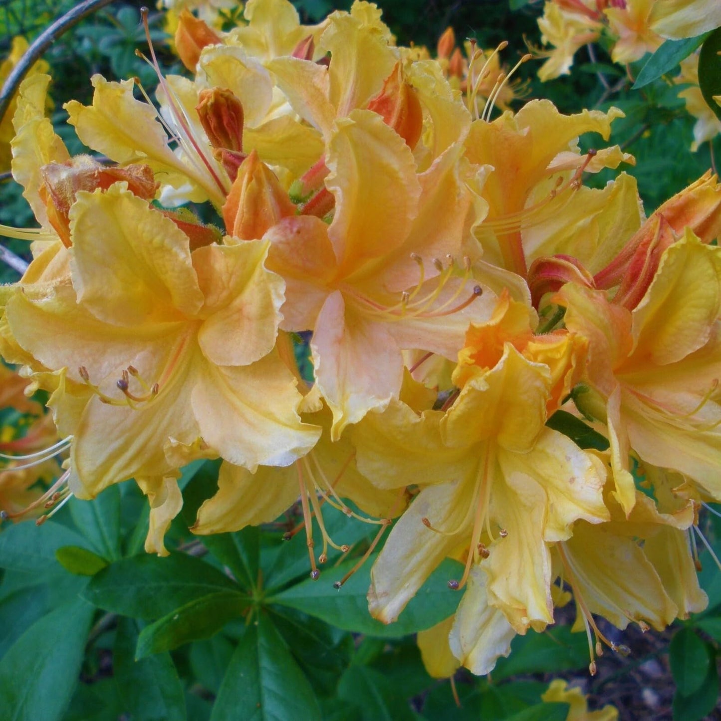 Live Plant - Golden Lights Deciduous Azalea Rhododendron Well Rooted “Small “Starter Plant