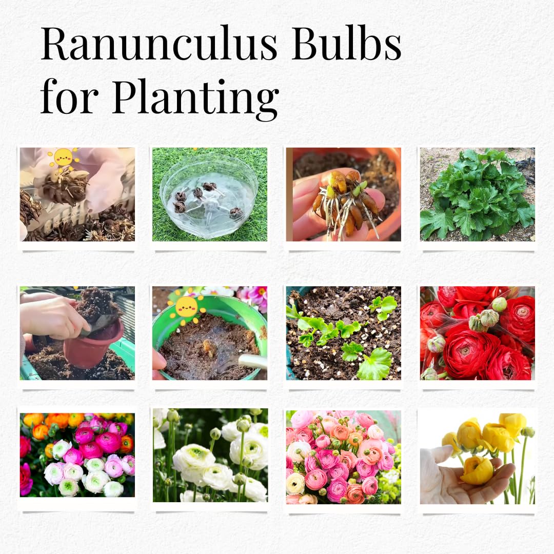 25 Ranunculus Bulbs for Spring Planting, Perennial Flowers Bulbs for Gardens, Vibrant Peony Buttercup Corms for Outdoor Borders (White Ranunculus)