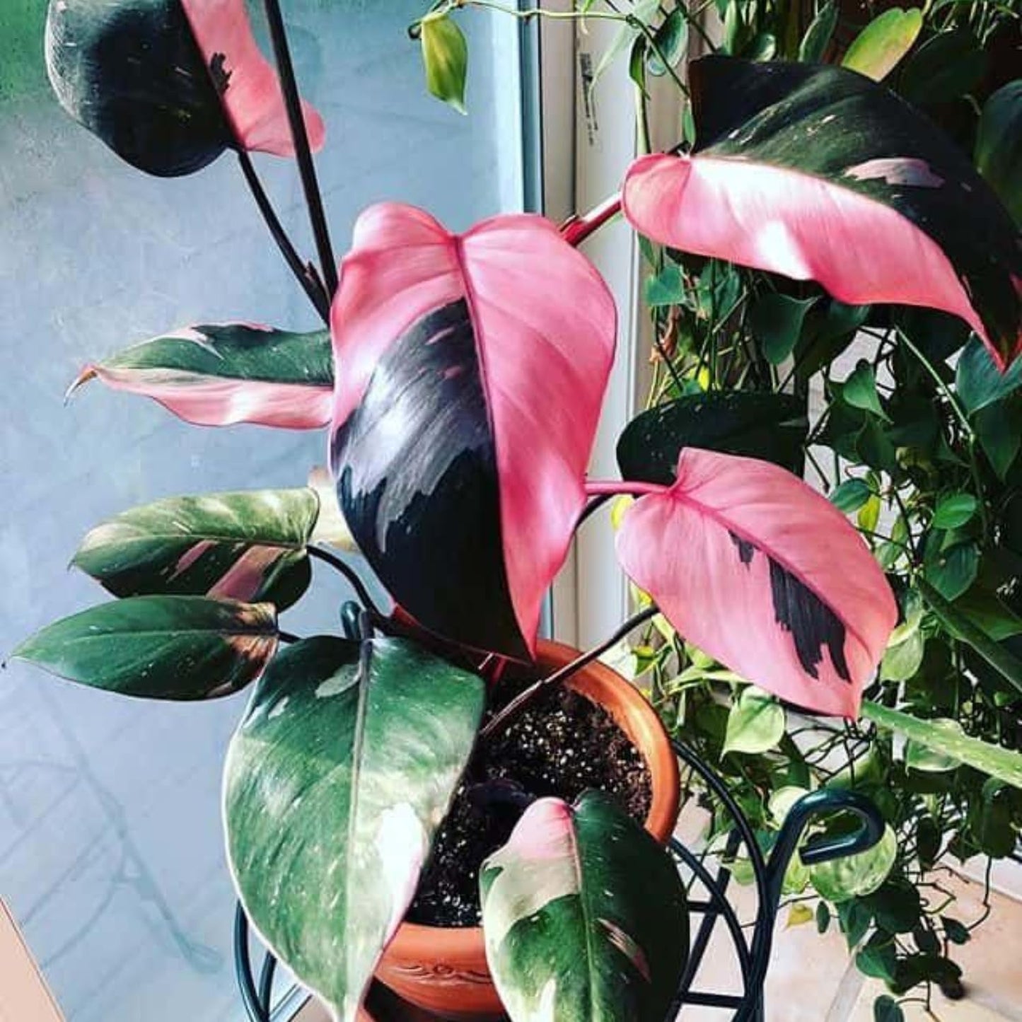 Philodendron Plant Prince of Pink Live Plant - 4-9" Tall Houseplant Ornaments Perennials Garden Growing Planting Can Grow