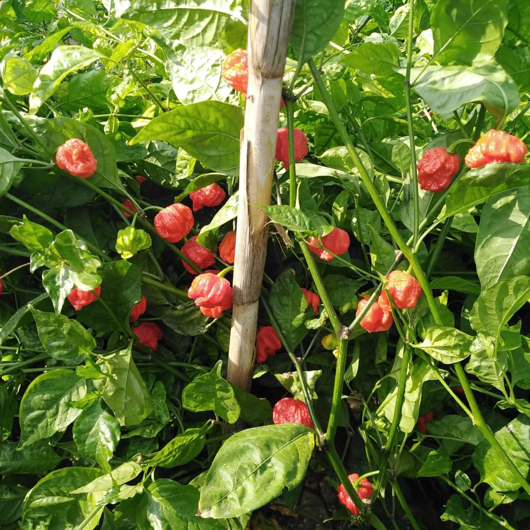 Live Carolina Reaper Pepper Plant in 4 Inch Pot, 4–7 Inch Tall Seedling, Hot Chili Pepper Plant for Garden or Container Growing