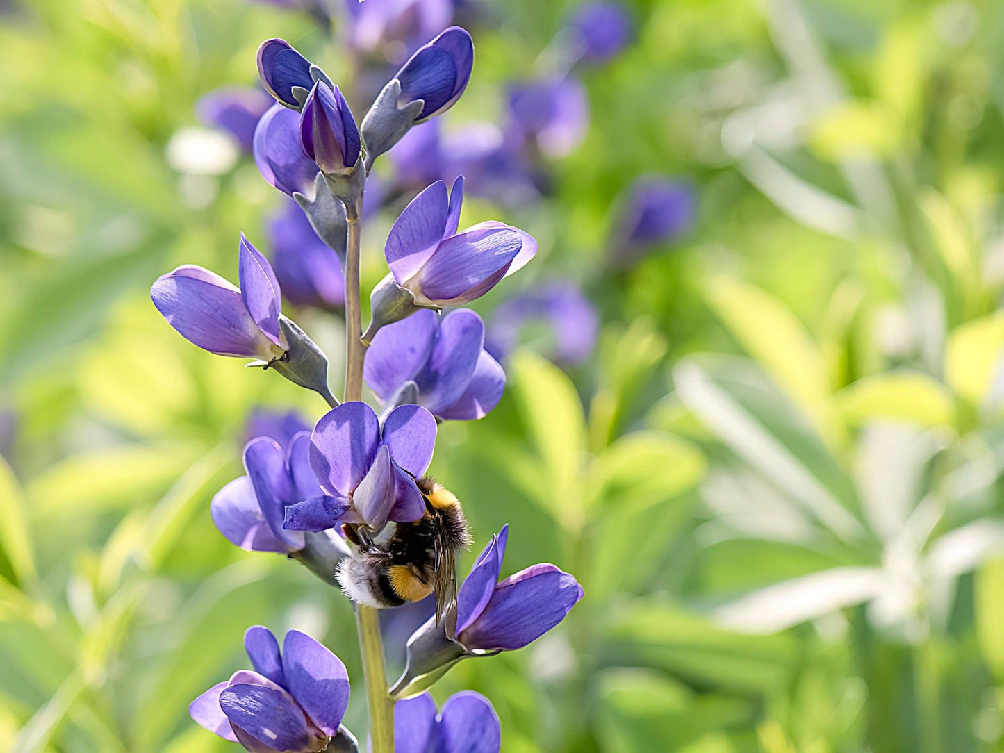 Greenwood Nursery: Live Perennial Plants - Blue False Indigo + Baptisia Australis - [Qty: 2X Pint Pots] - (Click for Other Available Plants/Quantities)