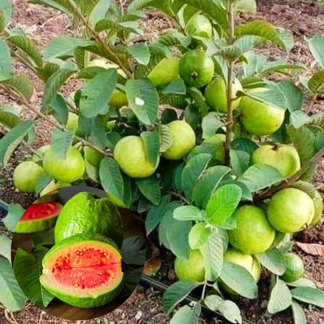 Set 4 Guava Live Plants, Guava Trees, Pink Guava Trees Live Plant, 4"-8" in Tall, Guava Trees Plant Live Guava for Gardening